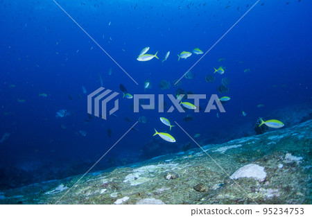 Yellowback Fusular Thai Similan.2 95234753