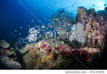 White-spotted sea bream and alfonsino tai similan.1 White-spotted sea bream and alfonsino tai similan.1 95234990