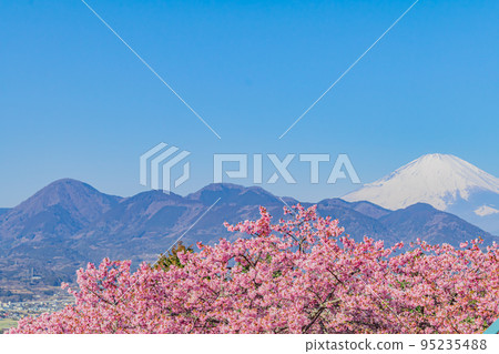【神奈川的季節風景】松田山上的河津櫻花和富士山 95235488