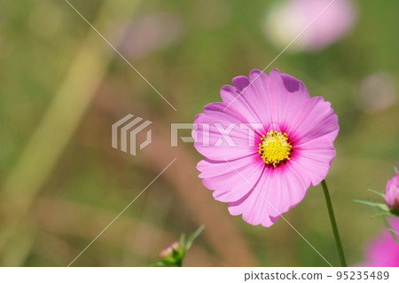 ≪花≫ 波斯菊領域的一朵波斯菊花 3 ≪花≫ 波斯菊領域的一朵波斯菊花 3 95235489
