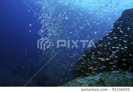 一組香蕉 Fusular，泰國 Similan.2 95236056