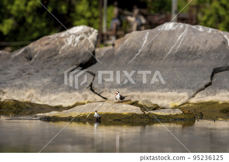 two birds river tern or Sterna aurantia and Indian skimmer or Rynchops albicollis on a big rock in chambal river rawatbhata rajasthan india asia 95236125