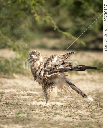 Tawny eagle or Aquila rapax bird of prey with full wingspan and beautiful wings display pattern closeup in natural green background at tal chhapar sanctuary rajasthan India asia 95236137