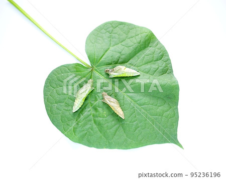 Caterpillar caterpillar larva swallowtail swallowtail pupa Caterpillar caterpillar larva swallowtail swallowtail pupa 95236196