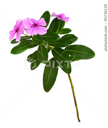 Pink flowers and green leaves of Catharanthus (Vinca major) isolated 95236226