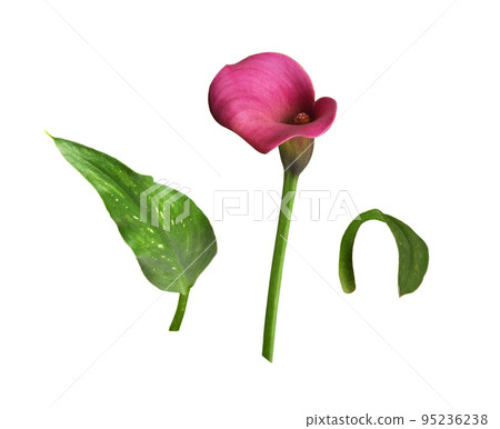 Set of pink flower and green leaves of Zantedeschia (calla)isolated Set of pink flower and green leaves of Zantedeschia (calla)isolated 95236238