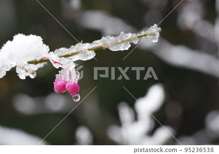 雪中盛開的紅色花朵 95236538