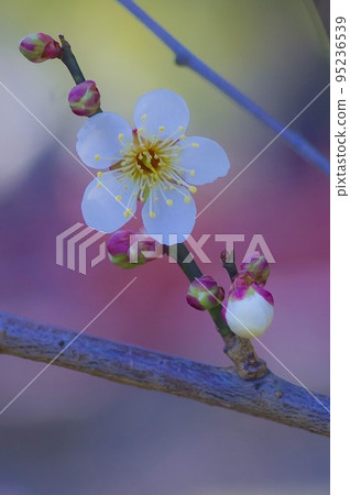 梅花報春① 梅花報春① 95236539