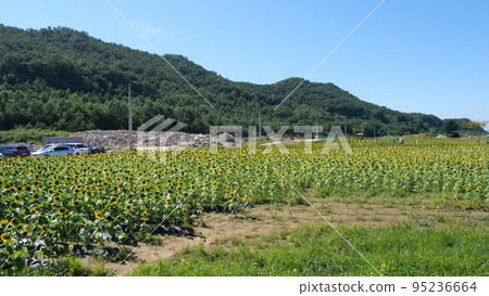 sunflower sunflower 95236664