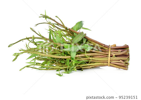 Water spinach , Morning Glory on white background Water spinach , Morning Glory on white background 95239151