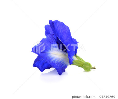 Butterfly Pea flower isolated on white background 95239269