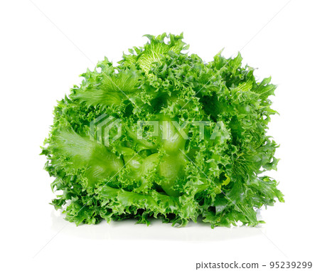 Green lettuce isolated on white background. Green lettuce isolated on white background. 95239299