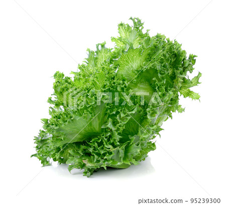 Fresh green lettuce leafs isolated on white background Fresh green lettuce leafs isolated on white background 95239300