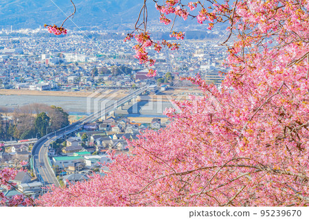 [季節圖像素材]河津櫻花和市區（神奈川縣松田山周邊） 95239670
