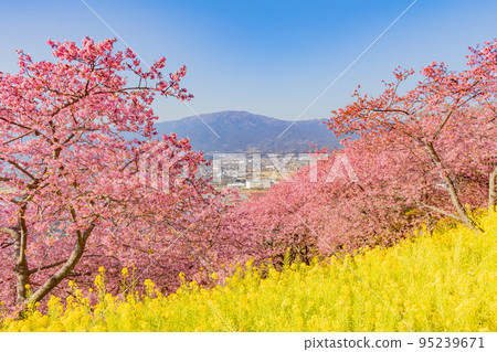 [季節圖像素材]河津櫻花和油菜花（神奈川縣松田山周邊） 95239671