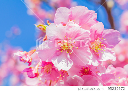 [季節影像素材]河津櫻花（神奈川縣松田山周邊） 95239672