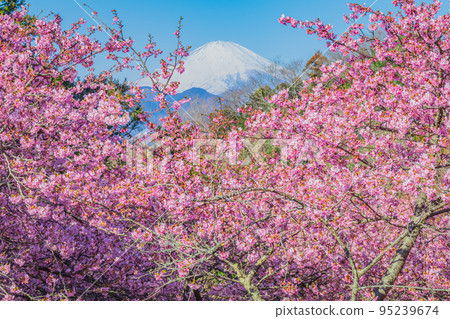 [Seasonal scenery of Kanagawa] Kawazu cherry blossoms and Mt. Fuji on Mt. Matsuda 95239674