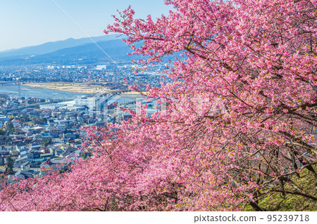 [Seasonal image material] Kawazu cherry blossoms and city area (around Matsudayama, Kanagawa) 95239718