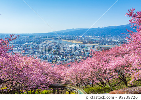 [季節圖像素材]河津櫻花和市區（神奈川縣松田山周邊） 95239720