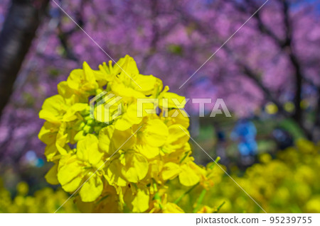 [季節圖像素材]河津櫻花和油菜花（神奈川縣松田山周邊） 95239755