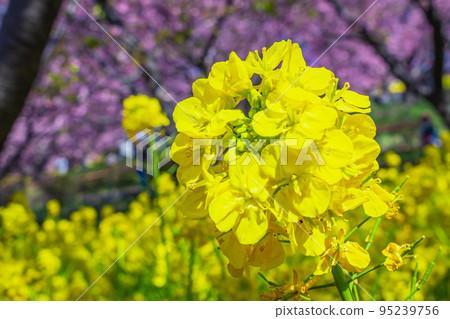 [季節圖像素材]河津櫻花和油菜花（神奈川縣松田山周邊） 95239756