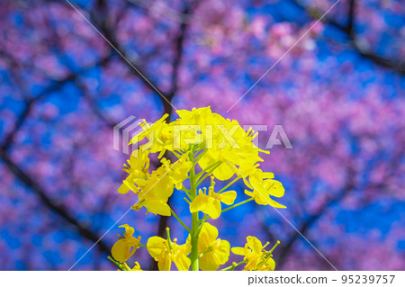 [季節圖像素材]河津櫻花和油菜花（神奈川縣松田山周邊） 95239757