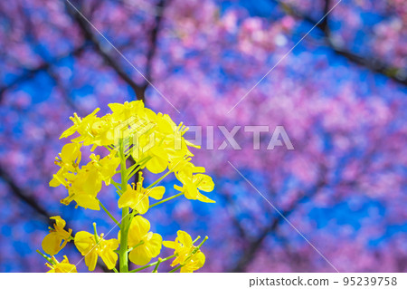 [季節圖像素材]河津櫻花和油菜花（神奈川縣松田山周邊） 95239758