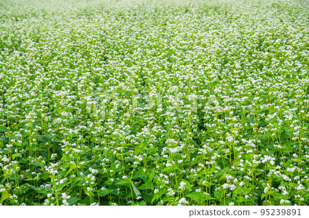 一側的白蕎麥花 一側的白蕎麥花 95239891