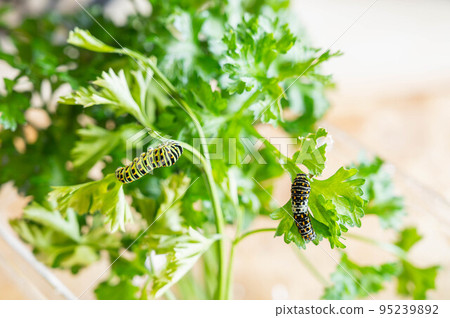 黃鰭金槍魚的幼蟲 黃鰭金槍魚的幼蟲 95239892