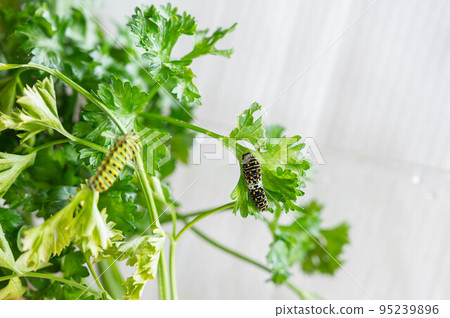 Papilio machaon 4 齡幼蟲 95239896