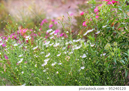 Field of flower. Wild flower in meadow in sunny summer. Grassland style and soft focus. Field of flower. Wild flower in meadow in sunny summer. Grassland style and soft focus. 95240120