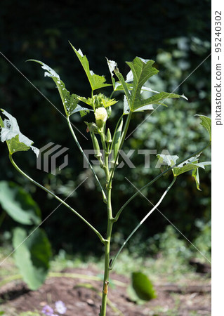 Okra and flowers in the kitchen garden 95240302
