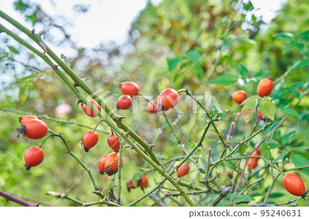 成熟和紅色的玫瑰果果實 成熟和紅色的玫瑰果果實 95240631