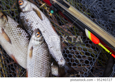 Several fish of common roach (Rutilus Rutilus) with float rod on black fishing net.. 95240727