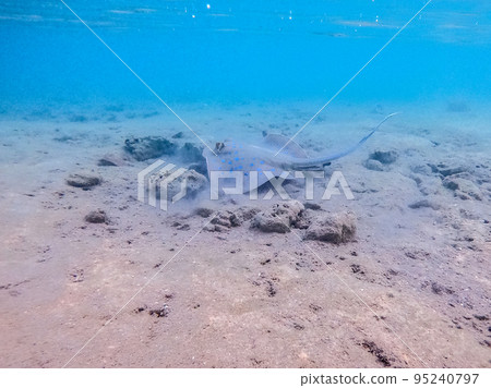Blue spotted Stingray (Taeniura Lymma) on sand at coral reef.. Blue spotted Stingray (Taeniura Lymma) on sand at coral reef.. 95240797