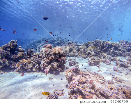 Underwater life of reef with corals, shoal of Lyretail anthias (Pseudanthias squamipinnis) and other kinds of tropical fish. Coral Reef at the Red Sea, Egypt. Underwater life of reef with corals, shoal of Lyretail anthias (Pseudanthias squamipinnis) and other kinds of tropical fish. Coral Reef at the Red Sea, Egypt. 95240799