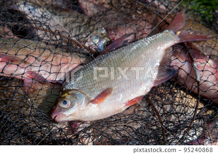 Single freshwater white bream or silver bream on keepnet with bronze breams or carp breams on green grass on natural background.. 95240868