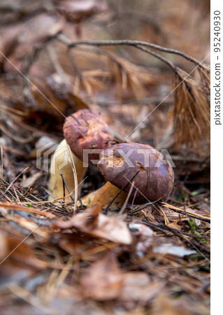 Double mushroom imleria badia commonly known as the bay bolete or boletus badius growing in pine tree forest.. 95240930