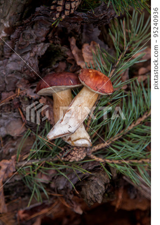 Group of wild edible bay bolete known as imleria badia or boletus badius mushroom on old hemp in pine tree forest.. 95240936