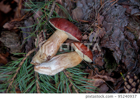 Group of wild edible bay bolete known as imleria badia or boletus badius mushroom on old hemp in pine tree forest.. Group of wild edible bay bolete known as imleria badia or boletus badius mushroom on old hemp in pine tree forest.. 95240937