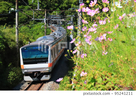 Autumn Chuo-Higashi Line where cosmos blooms 95241211