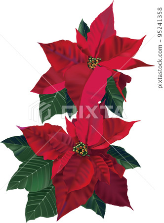 紅色一品紅花和綠葉 紅色一品紅花和綠葉 95241358