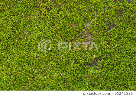 Grooved green moss background in nature. Close up green moss texture. 95241556