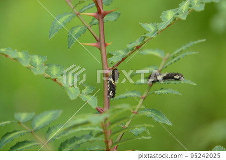 Young larvae of the Japanese swallowtail Young larvae of the Japanese swallowtail 95242025