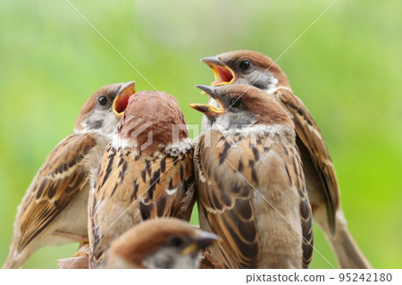 初出茅廬的麻雀小雞聚集在新鮮的綠色樹叢的背景中 初出茅廬的麻雀小雞聚集在新鮮的綠色樹叢的背景中 95242180
