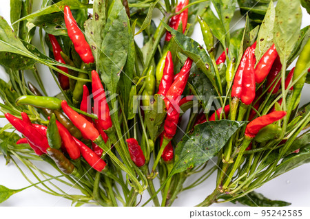 新鮮收穫的五顏六色的辣椒 95242585