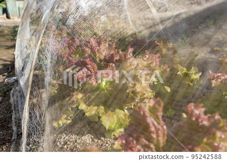 日本早上在網狀田裡曬太陽的生菜 95242588