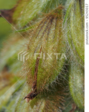 貉子（豆科）果實 95243017