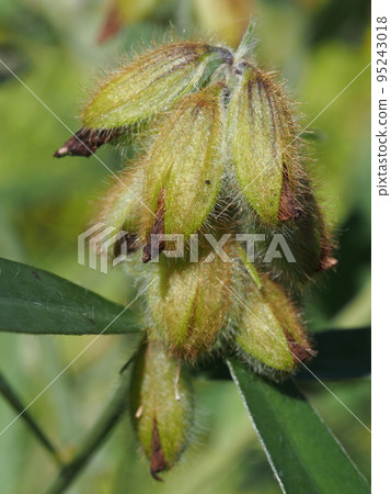 Raccoon bean (legume family) fruit 95243018