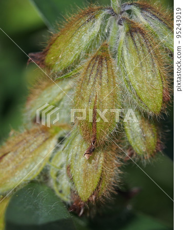 貉子（豆科）果實 95243019